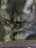【京东物流】猫抓板磨爪猫窝一体耐磨不掉屑超大号猫玩具猫咪用品 椭圆巨无霸+猫薄荷 实拍图