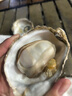 乳山牡蛎 鲜活乳山生蚝2XL 净重3斤 9-12只 生鲜海鲜  源头直发 烧烤食材 实拍图