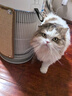 霍尼韦尔（Honeywell）空气净化器 宠物猫毛净化器 家用过滤器 室内过滤过敏原 负离子空气净化器 卫健委备案KJ360F-C22W h-cat 实拍图