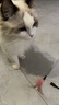 【京东快递】仙女逗猫棒猫咪玩具带铃铛逗猫神器耐咬羽毛逗猫棒 羽毛粉色款1支 实拍图