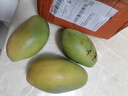【双十一热卖】玉芒水果芒果新鲜上市 带箱2斤【单果300g+】 实拍图