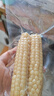 京鲜生云南拇指小玉米 2斤 西双版纳儿童糯玉米 源头直发 包邮 实拍图