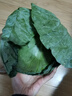 包菜新鲜卷心菜大头菜农户自种当季绿叶蔬菜绿甘蓝 绿甘蓝 3斤 实拍图