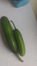 山东寿光水果黄瓜生吃脆新鲜荷兰青瓜当季无刺小黄瓜源头直发 精品水果黄瓜 2斤 实拍图