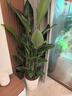 植男植女天堂鸟盆栽客厅室内好养大型落地真绿植办公室大叶植物源头直发 实拍图
