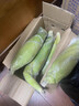 顾果鲜新鲜白糯牛奶玉米当季现摘带皮嫩苞谷代餐甜糯玉米棒子蔬菜整箱 9斤 实拍图