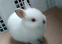 兴兴文宠物兔子活体 侏儒兔活体迷你海棠 小体活物宠物兔长不大 喜马拉雅侏儒兔1只 实拍图