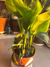 种花迷水培天堂鸟盆栽花卉植物室内客厅绿植面鹤望兰吸甲醛四季好养活 精品水培天堂鸟30-40厘米3棵【不含瓶】 实拍图