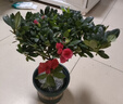 杜鹃花四季开花杜鹃盆栽杜鹃花苗阳台客厅带花苞懒人花卉 1盆【原土原盆】 实拍图