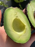 山姆大叔 金奖·哈斯牛油果云南孟连【闪送】当季鳄梨非即食新鲜水果礼盒 【80%选择】精品果丨约100-130g 6枚【热销* 超值推荐】普装 实拍图
