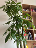 叹为观止大型植物发财树各种大颗盆栽开业乔迁客厅办公室内好养大型花卉 造型鸭脚木【1.4-1.6米】 含盆 实拍图