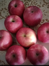 静宁苹果 【顺丰到家】甘肃红富士苹果水果 新鲜应季静宁苹果 净重5斤中果75mm 实拍图