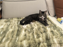 PETSTAR大号扎染泡泡绒【宠物电热毯】 恒温保暖可拆洗猫窝狗窝90*70cm 实拍图
