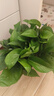 双盟绿萝盆栽除甲醛花卉绿植办公室新房净化空气180加仑2盆装源头直发 实拍图