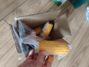 当季新货头茬东北黄甜糯玉米棒真空包装低脂黄糯大棒甜东北黏苞米 黄糯玉米【120-160克】4根 实拍图
