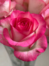 京东鲜花【艾莎】玫瑰花10枝如意基地鲜切花水养插花生活花束送礼源头直发 实拍图