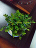 开时果 小叶赤楠盆景摆件 办公室桌面绿植花卉好养盆栽植物源头直发包邮 【推荐款】舍得紫砂盆+苔藓+底座 实拍图