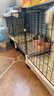 蔻丝狗笼子中小型犬带厕所家用加粗加密宠物幼犬狗狗笼子围栏柯基泰迪 【109*39*47】三格空间自由收纳 升级款：脚垫+滑轮+托盘+扎带 实拍图