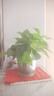 双盟 绿萝盆栽除甲醛花卉绿植办公室新房净化空气110款10盆装源头直发 实拍图