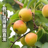 樱慕晴【JD地标认证】正宗辽宁鞍山南果梨东北特产南国梨香水梨新鲜水果 【普装特大果黄梨】约20枚 4.5斤 实拍图