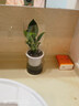 【买一送一】到手2盆大叶金钻绿公主盆栽水培植物办公卧室内客厅 大叶金钻【买一送一】带吸水盆 晒单实拍图