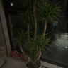 叹为观止 大型盆栽 单杆辫子发财树天堂鸟绿萝散尾葵办公室内开业乔迁礼品 多头龙血树1.3-1.5米【钻石盆】 含盆 实拍图