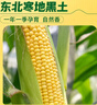 十月稻田 黄糯玉米 3.52斤(220g*8根)  杂粮粗粮 东北玉米 低脂早餐 新米 实拍图