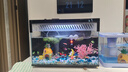 米家（MIJIA）小米米家智能生态鱼缸还原自然生态补仓一次三月无忧出差旅行必备 实拍图