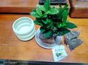 绿有意 绿植花卉办公室客厅桌面盆栽摆件简约创意网红北欧绿植ins云朵盆 栀子花+甜甜圈PET树脂盆+托盘+肥料 北欧风格网红绿植 晒单实拍图