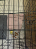 腆宠狗笼猫笼 狗笼子中小型犬带厕所幼犬狗窝猫笼子大号家用围栏兔笼 实拍图