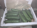 山东寿光水果黄瓜生吃脆新鲜荷兰青瓜当季无刺小黄瓜源头直发 精品水果黄瓜净重 4.5斤 实拍图