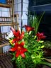 鑫意香水百合种球盆栽四季开花花卉种子种球百合花种球易养护花卉绿植 混色香水百合种球10个+肥料一包 实拍图