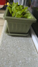 史丹利阳台种菜盆专用家用花盆长方形塑料蔬果盆栽橄榄绿【长400mm】 实拍图