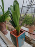 大盆君子兰盆栽名贵国宝级花卉苗绿植物圆头和尚室内客厅四季好养 大苗当年开花】12-14片叶子+带土 送肥料 实拍图