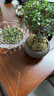 开时果 小叶赤楠盆景摆件 办公室桌面绿植花卉好养盆栽植物源头直发包邮 【推荐款】舍得紫砂盆+苔藓+底座 实拍图