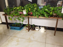 顾亲阳台窗台台沿加宽花架单层一层落地式窄阳台实木花盆架子定做定 长150宽30【台沿高度联系客服备注】 实拍图