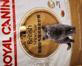 皇家猫粮 英短成猫粮 BS34 通用粮 12月以上 10KG 实拍图