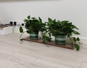 双盟绿萝盆栽除甲醛花卉绿植办公室新房净化空气180加仑4盆装源头直发 实拍图
