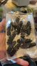 海晏堂 大连淡干海参 50g 10-14只 辽刺参 海参干货海鲜 实拍图