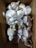 精选新鲜山东大蒜干蒜多瓣蒜头蔬菜批发产地直发大蒜头 优选 3斤 (果径≥3.5cm) 实拍图