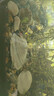 春瑞黑壳虾水族箱水草缸清洁除藻工具淡水观赏虾大和藻虾宠物活体饲料 黑壳100+50抵损耗 实拍图