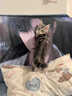 涴喵 缅因猫幼猫活体大型库恩猫宠物猫咪活体银虎棕虎黑白烟熏色缅因 宠物级 【银虎斑缅因猫】 实拍图