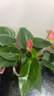 红掌盆栽白粉掌一帆风顺带花特大号花卉室内客厅面水培植物好养 约30cm大粉掌-早安吸 带盆栽好 实拍图