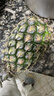广东徐闻香水菠萝新鲜水果生鲜热带孕妇水果整箱包邮 【限时低价】1个装  单果650g起 实拍图