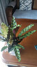 室内绿植花卉盆栽孔雀竹芋 猫眼彩虹绿植盆栽植物 猫眼竹芋20-30厘米高 原盆原土发货 含原装简易塑料盆 实拍图