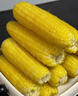 十月稻田 低GI水果甜玉米 8根 3.52斤 真空开袋即食 低脂早餐 粗粮礼盒 实拍图