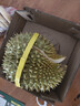 春公子泰国金枕榴莲【JD送货上门】鲜果榴莲礼盒高端新鲜水果中秋节送礼 【50年老树果】干包软糯 2-3斤【巴掌果包2-3房】尝鲜装 实拍图