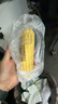 京鲜生东北白糯玉米250g*10棒 新鲜甜糯玉米棒真空包装粘玉米 源头直发 实拍图