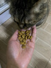 皇家成猫 户外成猫 O30 通用粮 12月以上 4KG 实拍图