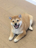 伯纳天纯经典幼犬奶糕1.5kg*3包 实拍图